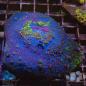 Preview: Montipora Blue